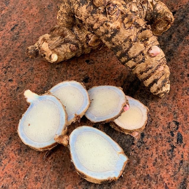 Green Turmeric Live Plant - (Curcuma aeruginosa) - Rare Medicinal Herb, Vibrant Pink Flowers, Ideal for Tropical Gardens (4 Green Turmeric Cups)