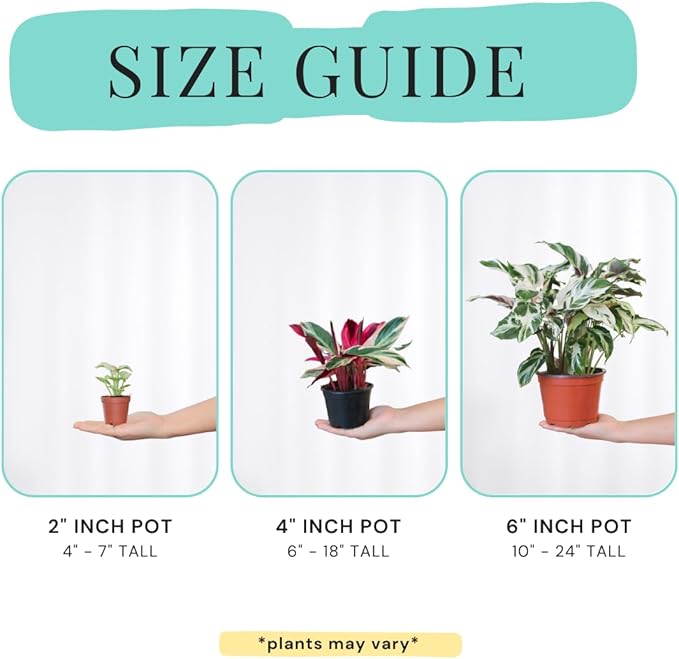 CoollectivePlants Monstera Thai Constellation – Rare Thai Constellation Monstera Live Plant in 4″ Grower’s Pot, Live Indoor House Plants, Low Maintenance Houseplant