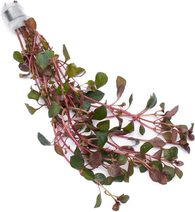 SubstrateSource Mini Bolbitis Baby Leaf - Live Aquarium Plant for Fish Tank Decorations (1 Pot)