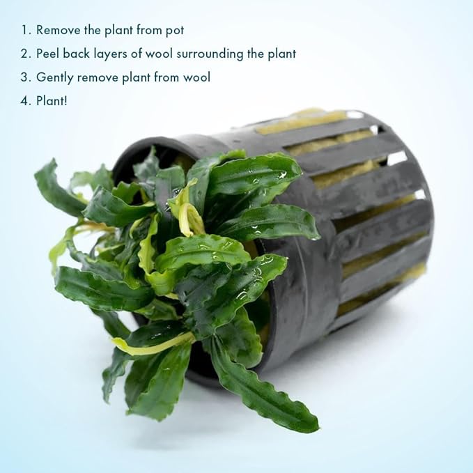 SubstrateSource Live Plants - Bucephalandra Biblis 'Blue Sky' - Low to Medium Light, Blue Violet Green Accent, Foreground to Midground, Epiphytic - Pot