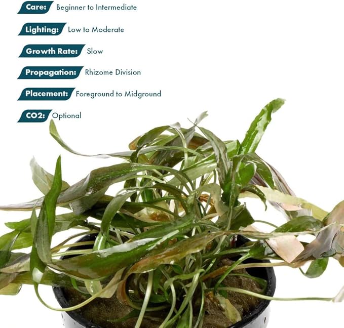 SubstrateSource Live Plants - Cryptocoryne Axelrodi (Cryptocoryne axelrodi) - Low to Medium Light, Olive to Reddish-Brown Freshwater Aquatic Plant, Midground Placement for Aquascaping - Pot, 1 Pack