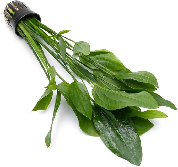 SubstrateSource Echinodorus Grandifolius Sword Live Plant for Freshwater Aquariums, Natural Fish Tank Decorations, and Aquatic Decor (1 Pot (2-3 Plants))