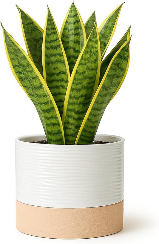 Self Watering Ceramic Plant Pots – 6 Inch White Planter with Drainage Hole & Water Storage for Succulents & Modern Indoor House Plants (White & Beige, 6" Wide)