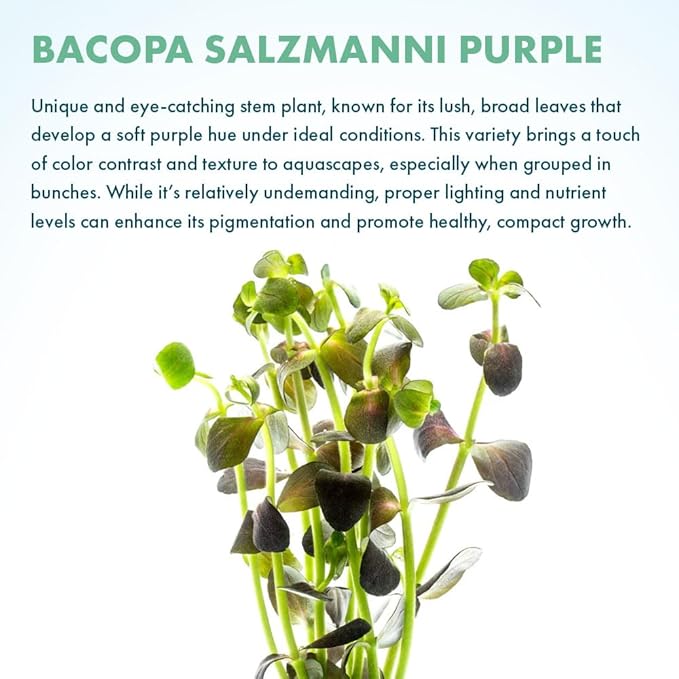 SubstrateSource Live Plant - Purple Bacopa (Bacopa salzmannii) - Moderate Care, Moderate to High Light, Purple and Violet Accent, Freshwater Aquatic Plant for Aquascaping - Lead Bunch
