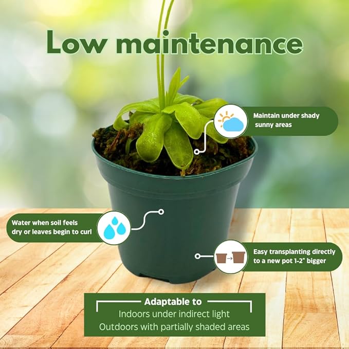 BubbleBlooms Carnivorous Assortment in 3 inch Pots Set of 3