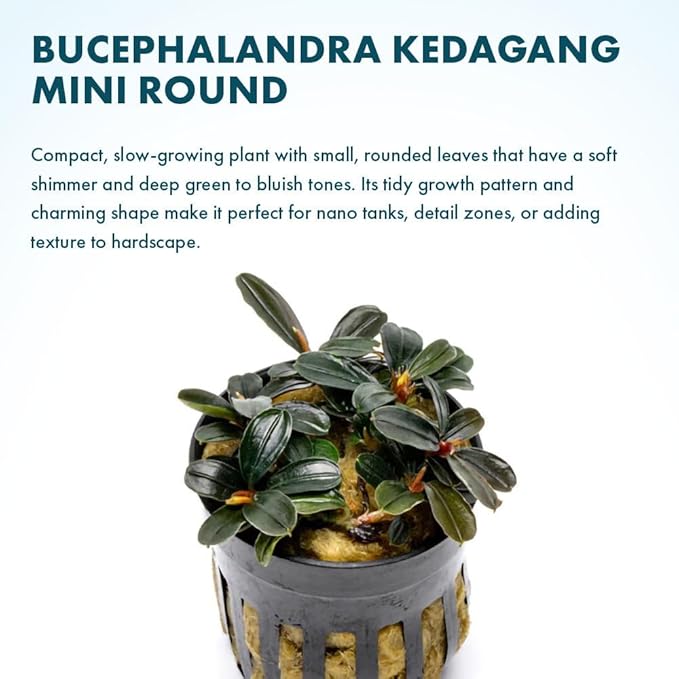 SubstrateSource Live Plants - Bucephalandra Kedagang Round Mini (Bucephalandra sp. 'Kedagang Round Mini') - Low to Medium Light, Dark Green Rounded Leaves, Foreground to Midground - Pot - 1 Pack