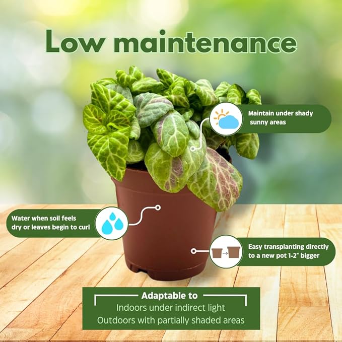 BubbleBlooms Fittonia Assortment 2 inch Set of 4