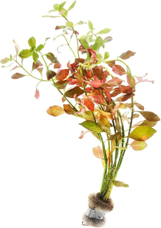 SubstrateSource Live Plant - Ludwigia Ovalis - Easy Care, Moderate to High Light, Green to Orange Accent, Freshwater Aquatic Plant for Aquascaping - Lead Bunch