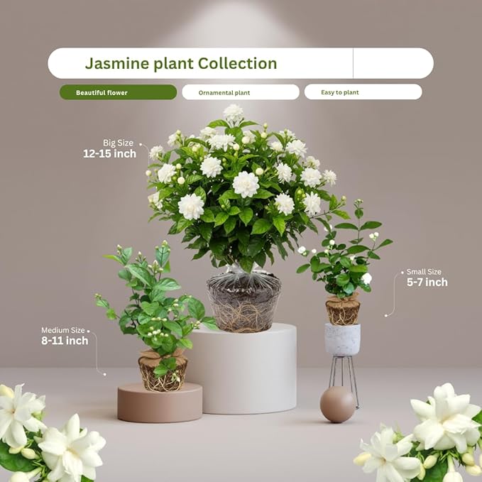 2 Maid of Orleans Jasmine Plant Indoor Live, 5 to 7 Inc Tall, Climbing Jasmine Live Plant Gardening