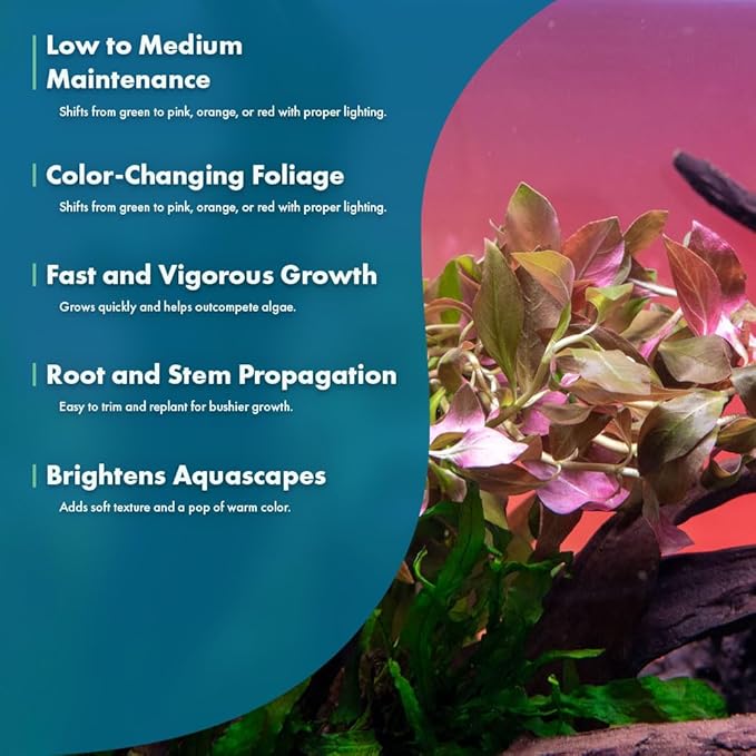 SubstrateSource Live Plant - Ludwigia Ovalis - Easy Care, Moderate to High Light, Green to Orange Accent, Freshwater Aquatic Plant for Aquascaping - Lead Bunch