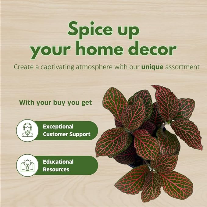 BubbleBlooms Red Fittonia Albivenis Nerve Plant in a 4 inch Pot Silver Net Leaf, Mosaic Jewel Creeping Indoor Plant verschaffeltii