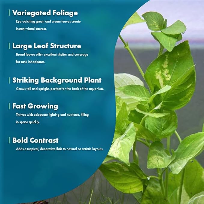 SubstrateSource Live Plants – Variegated Hygrophila (Nomaphila variegatus) – Medium Light, Green and White Accent Freshwater Aquatic Stem Plant, Midground to Background Placement – Pot, 1 Pack