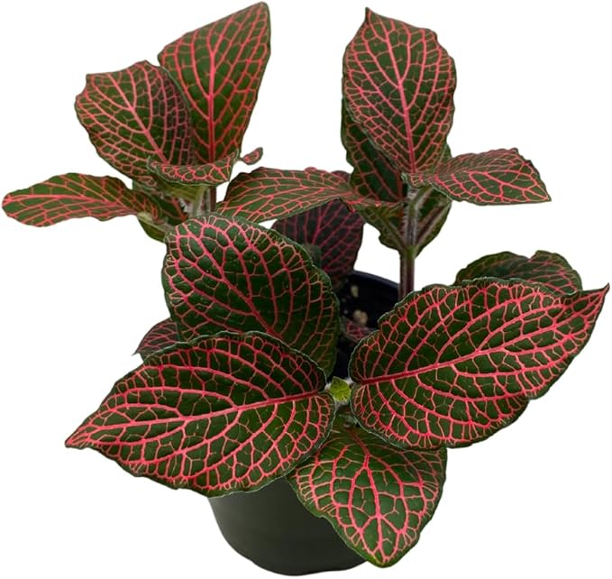 BubbleBlooms Red Fittonia Albivenis Nerve Plant in a 4 inch Pot Silver Net Leaf, Mosaic Jewel Creeping Indoor Plant verschaffeltii