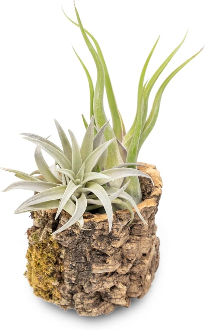 Air Plant Shop Cork Bark Planters with Assorted Air Plants- Wholesale and Bulk - Succulents - Live Tillandsia - Easy Care Indoor and Outdoor House Plants