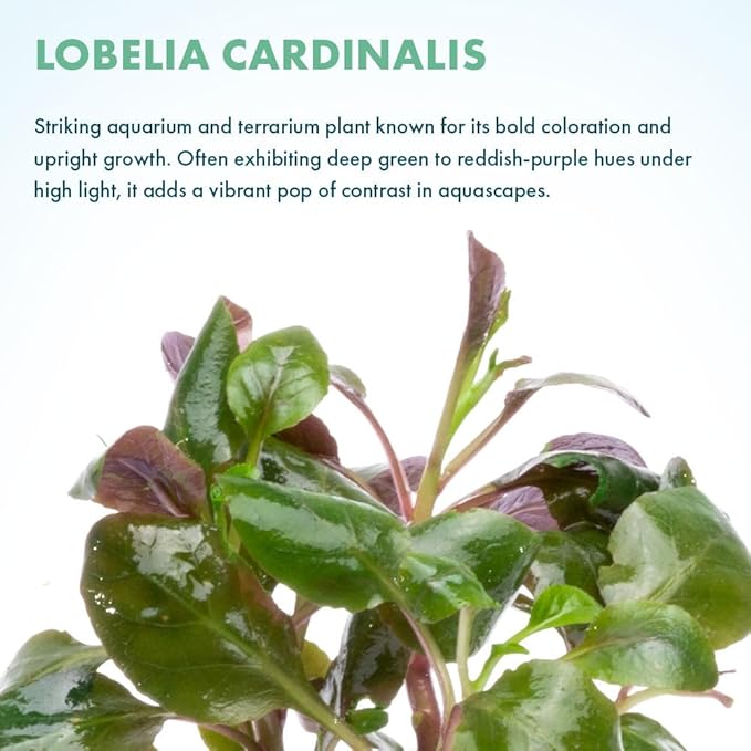 SubstrateSource Live Plants - Lobelia Cardinalis (Lobelia cardinalis) - Moderate to High Light, Bright Green Accent Freshwater Aquatic Stem Plant, Midground Placement for Aquascaping - Pot, 3 Pack