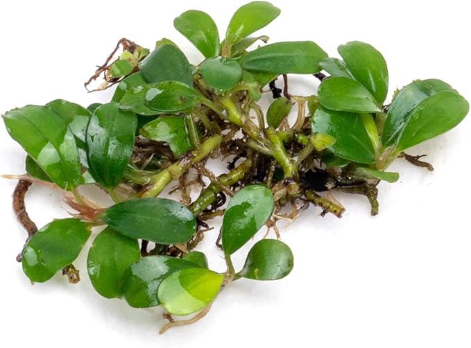 SubstrateSource Bucephalandra Mini Coin Live Aquarium Plant - Natural Freshwater Fish Tank Decorations and Aquatic Decor (Plant (10-15 Leaves))