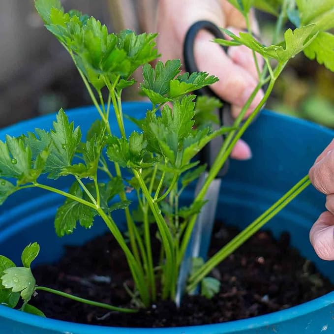 GARDENERA Parsley Plant Potting Soil - Enhance Flavor and Health with Professional Grade Nutrient-Rich Mix - 2 Quart