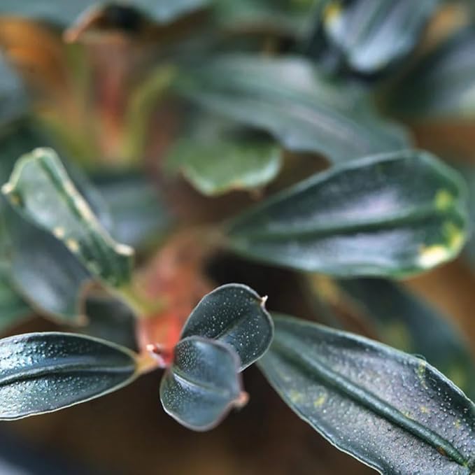 SubstrateSource Live Plants - Lamandau Mini Purple - Low to Medium Light Aquarium Display, Dark Green to Purple Accent, Foreground to Midground Aquatic Plant - Pot