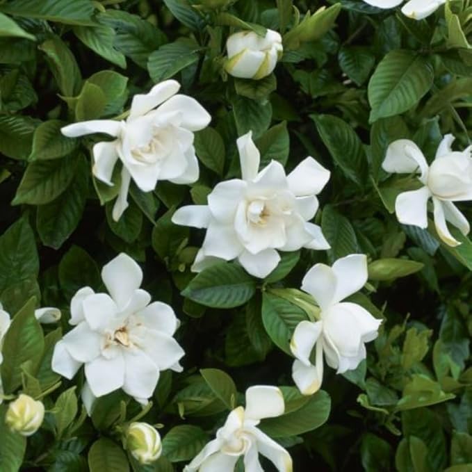 2 Frostproof Jasmine Plants Live, Climbing Jasmine Indoor Outdoor Live, Fragrant, 5-9" in Tall, No Pot, Hardy and Fast-Growing