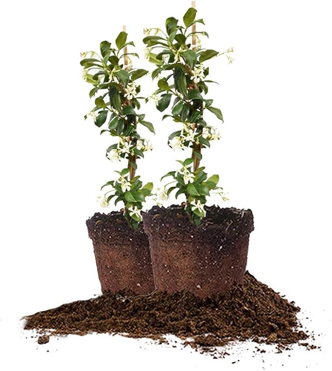 Perfect Plants Confederate Jasmine Live Plant, 1 Gallon Pot - 2 Pack, Includes Care Guide