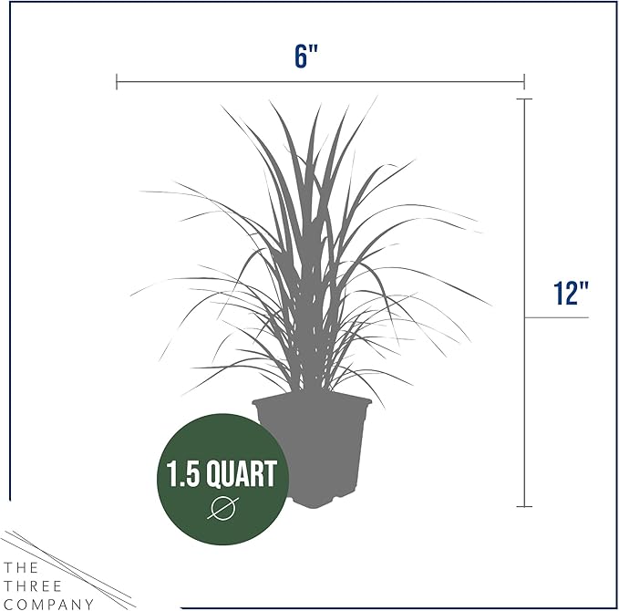 Ornamental White Grass (2 Plants Per Pack) - Live Decorative Plant - 12" Tall by 6" Wide in 1.5 Qt Pot
