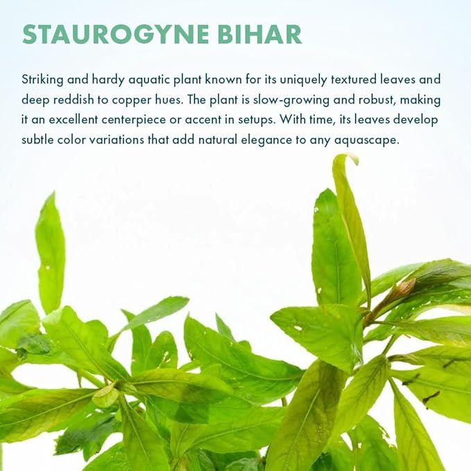 SubstrateSource Live Plants - Staurogyne Bihar (Staurogyne sp. Bihar) - Moderate to High Light Aquarium Display, Olive Green Accent, Foreground to Midground Aquascaping - Pot