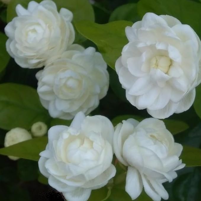 2 Maid of Orleans Jasmine Plant Indoor Live, 5 to 7 Inc Tall, Climbing Jasmine Live Plant Gardening