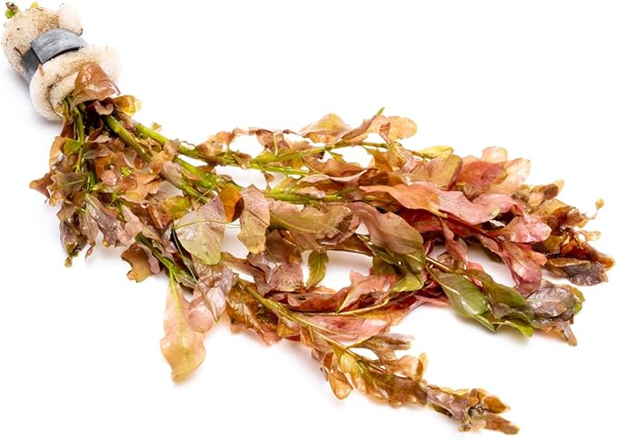 SubstrateSource Live Aquarium Stem Plants - Freshwater Aquatic Plant for Fish Tanks, Aquascaping - (Needle Leaf Ludwigia Arcuata, 1 Bunch)