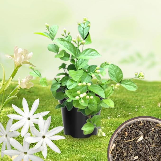 2 White Jasmine Plants Live, Climbing Jasmine Indoor Outdoor Live, Fragrant, 5-9" in Tall, No Pot, Hardy and Fast-Growing