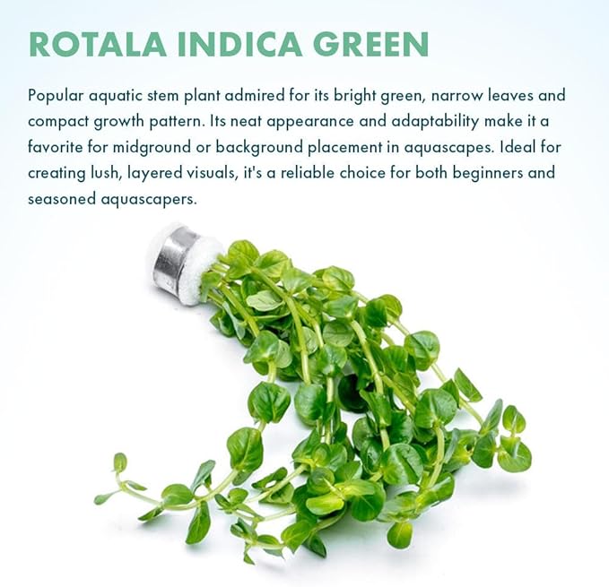 SubstrateSource Live Plant - Rotala Indica Green - Easy Care, Moderate Light, Bright Green Accent, Freshwater Aquatic Plant for Aquascaping - Lead Bunch