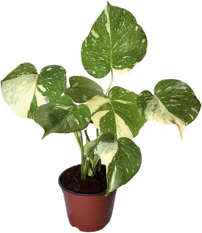 CoollectivePlants Monstera Thai Constellation - Live 6″ Variegated Houseplant in Growers Pot, Easy Care Indoor Plant, Thai Constellation Monstera Live Plant for Home or Office Décor