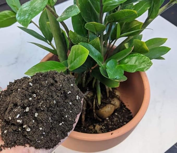 Gardenera Zamioculcas Potting Mix - Promote Strong Roots and Captivating Foliage with Our Premium Blend - 4 QUART