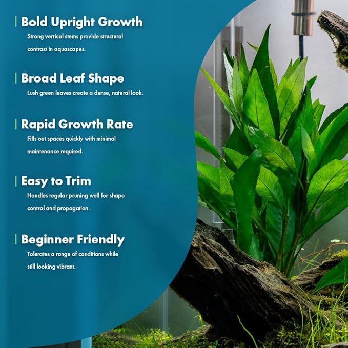 SubstrateSource Live Plant - Nomaphila Stricta - Easy Care, Moderate to High Light, Green Accent, Freshwater Aquatic Plant for Aquascaping - Lead Bunch