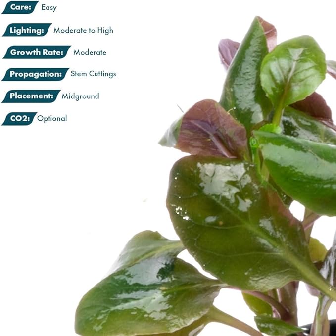 SubstrateSource Live Plants - Cardinal Flower (Lobelia cardinalis) - Moderate to High Light Aquarium Display, Bright Green Accent, Midground Placement for Aquascaping, Stem Aquatic Plant - Pot