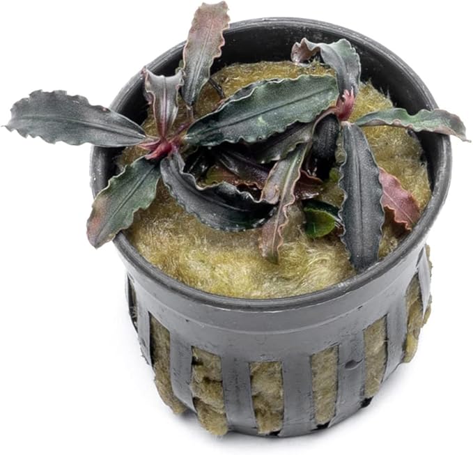 SubstrateSource Bucephalandra Godzilla Potted Live Aquarium Plant - Natural Freshwater Fish Tank Decorations and Aquatic Décor