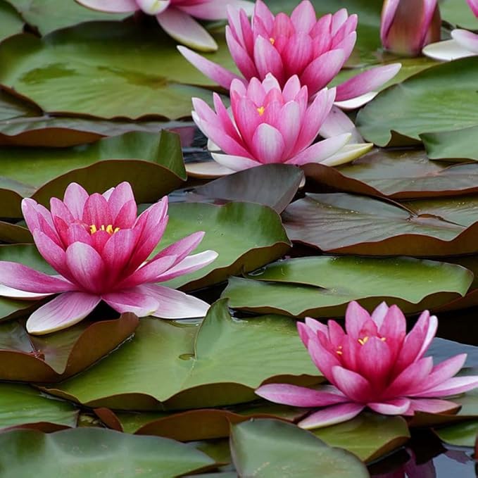 Attraction Live Perennial Water Lily Perfect Pond Plant Pre Grown Bare Root Waterlily Outdoor Koi Pond or Container Ponds Lillies pregrown Lilly pad