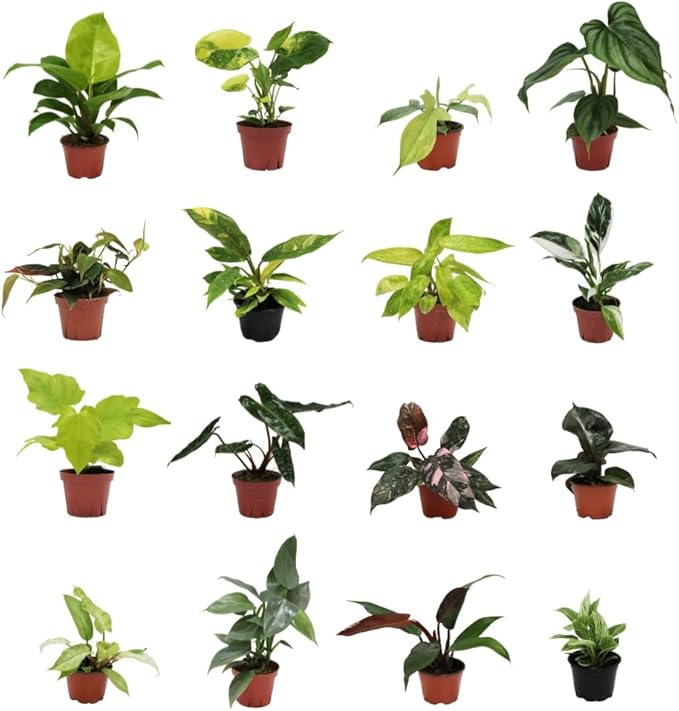 CoollectivePlants Philodendron Collection 4 Pack - Live Philodendron Plant in 4″ Grower’s Pot, Rare House Plants Live, Easy Indoor Plants