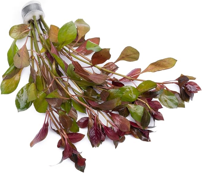 SubstrateSource Live Aquarium Stem Plants - Freshwater Aquatic Plant for Fish Tanks, Aquascaping - (Limnophila Belem, 4 Bunches)