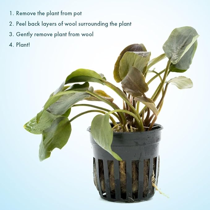 SubstrateSource Live Plants – Lagenandra Meeboldii Red (Lagenandra meeboldii) – Moderate Light, Red to Bronze Accent Freshwater Aquatic Plant, Midground Placement for Aquascaping – Pot, 5 Pack