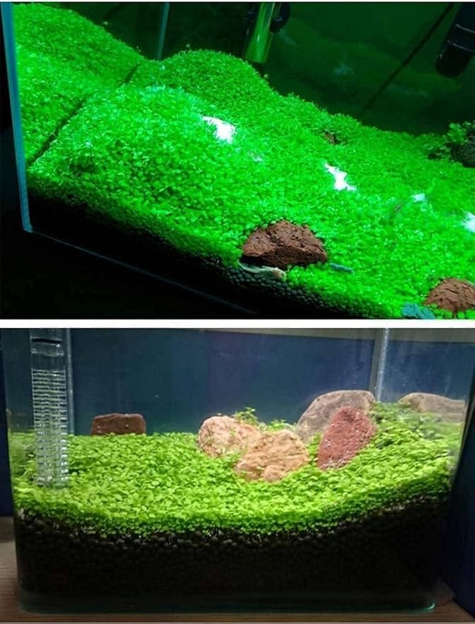 3 Pack Freshwater Aquarium Decor, Easy Growing Dwarf Carpet for Fish Tank/Terrarium, Natural Aquatic Plant Growth Material (Love Grass)