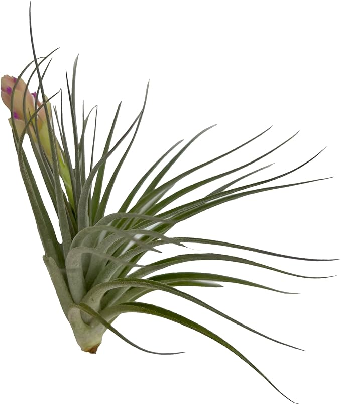 ragnaroc Air Plants - Elsker Gift Box - Large 4" - 5ct - Live Arrival Guaranteed - House Plants for Home Decor & Gift