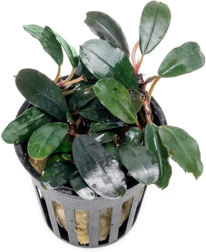 SubstrateSource Bucephalandra Kedagang Round Potted Live Aquarium Plant - Natural Freshwater Fish Tank Decorations, Aquatic Decor