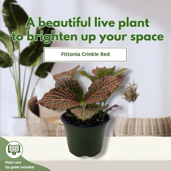 BubbleBlooms Red Fittonia Albivenis Nerve Plant in a 4 inch Pot Silver Net Leaf, Mosaic Jewel Creeping Indoor Plant verschaffeltii