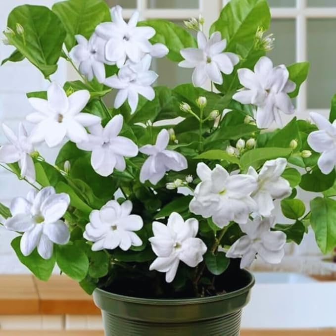 2 Jasmine Plants Live, Jasmine Flower Plant, 5 Inc Long, Annual Blooming Climbing Vine (Maid of Orleans Arabian)