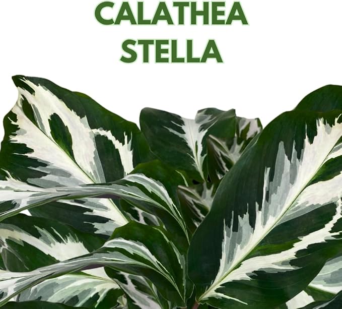 BubbleBlooms Calathea Stella in a 4 inch Pot Rare Variegated Prayer Plant, Cathedral Plant, Green and White