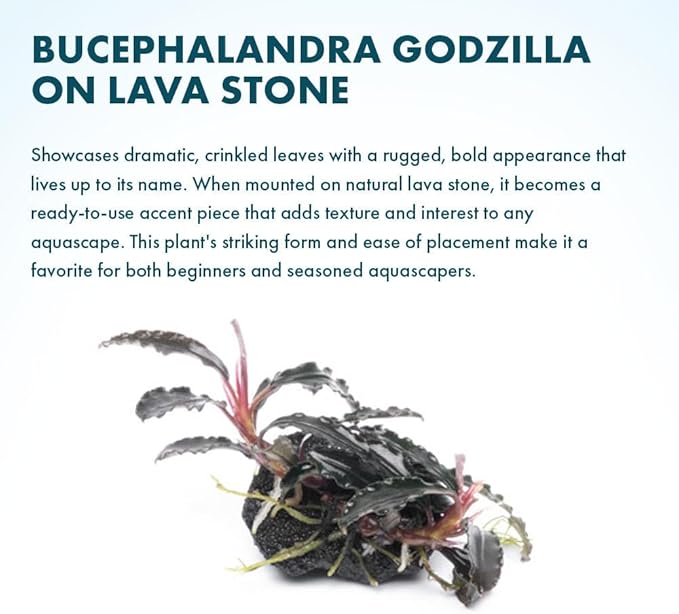 SubstrateSource Live Plants - Bucephalandra Godzilla on Lava Stone (Bucephalandra sp.) - Low to Medium Light, Dark Green with Blue Iridescence, Foreground to Midground - Planted Decor, 3 Pack