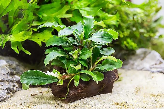 SubstrateSource Live Aquarium Plants on Driftwood, Lava Rock, Moss Mat - Freshwater Fish Tank Plants (Bucephalandra Green Wavy, Driftwood (Small))