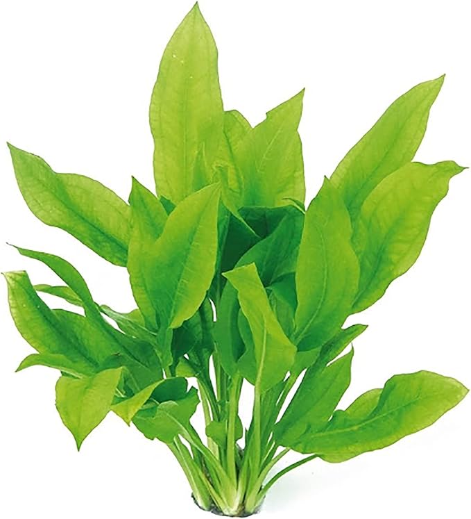 Live Aquarium Amazon Sword Echinodorus Bleheri Plant - Natural Cleaning Filter for Water - Long Lasting & Easy to Maintain Aquatic Plants - Suitable for Winter & Summer - Small