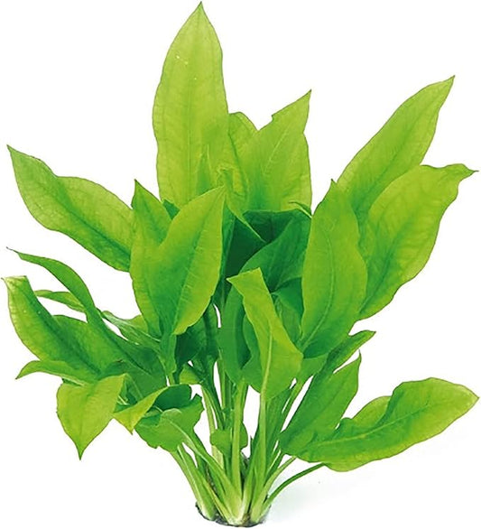 Live Aquarium Amazon Sword Echinodorus Bleheri Plant - Natural Cleaning Filter for Water - Long Lasting & Easy to Maintain Aquatic Plants - Suitable for Winter & Summer - Small