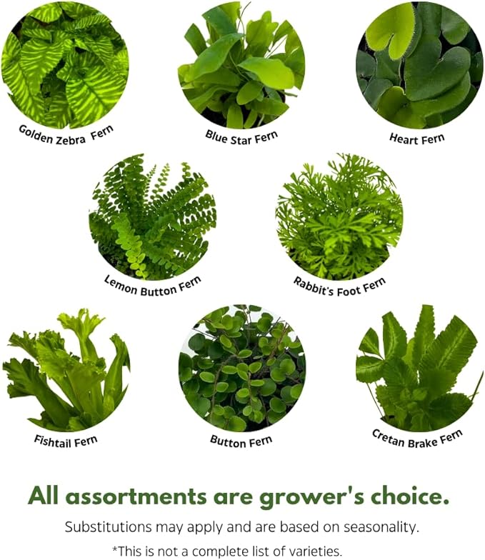 BubbleBlooms Fern Assortment Set, 6 Different Ferns in 4 inch pots, Grower's Choice May Include Staghorn, Asparagus, Club Moss, Heart-Fern, Rabbit's Foot